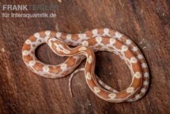 Kornnatter, Pantherophis Guttatus BUTTER