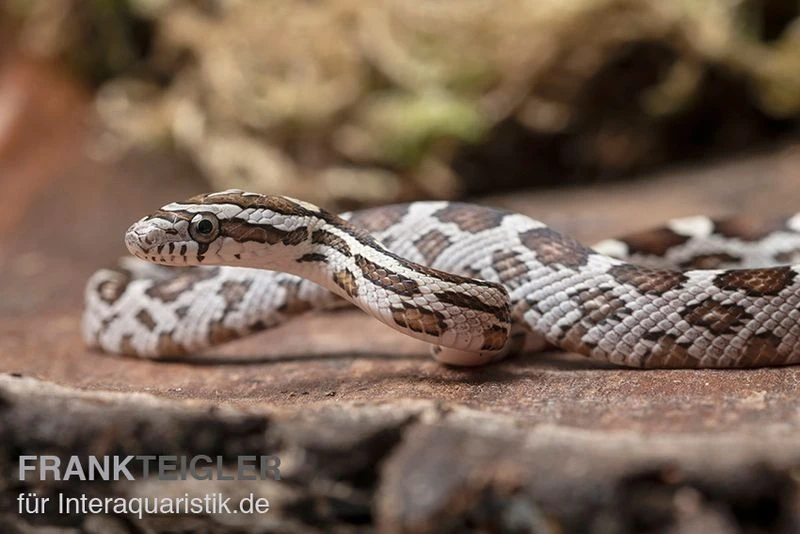 Kornnatter, Pantherophis Guttatus NORMAL 3 Kornnatter, Pantherophis Guttatus NORMAL
