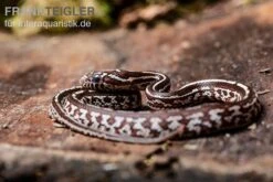 AQUATLATI Geschaft 23 AQUATLATI Geschaft -AQUATLATI Geschaft Kornnatter Pantherophis guttatus Tessera 8