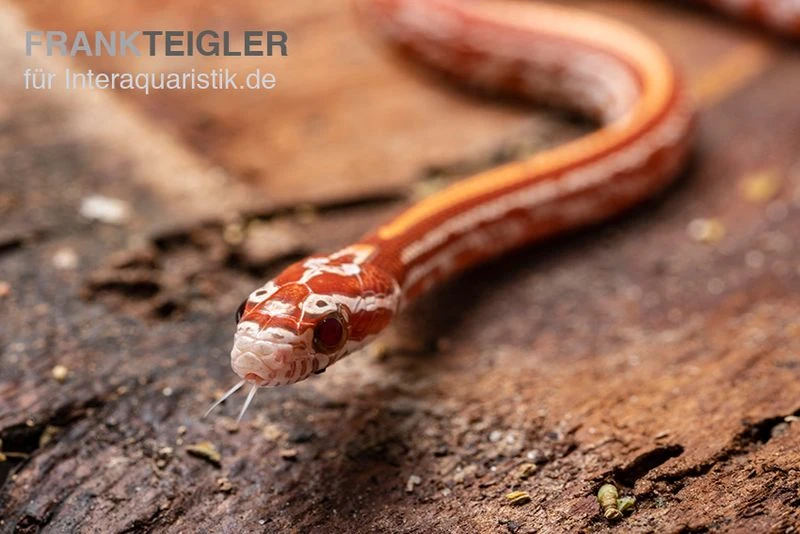 Kornnatter, Pantherophis Guttatus ULTRAMEL TESSERA 4 Kornnatter, Pantherophis Guttatus ULTRAMEL TESSERA – Bild 2
