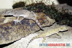 Krokodilgecko, Cyrtopodion Scabrum -AQUATLATI Geschaft Krokodilgecko Cyrtopodion scabrum 3