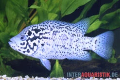 Kubabuntbarsch, Nandopsis Tetracanthus