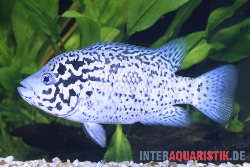 Kubabuntbarsch, Nandopsis Tetracanthus 3 Kubabuntbarsch, Nandopsis Tetracanthus