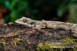 Kuhls-Faltengecko, Ptychozoon Kuhli