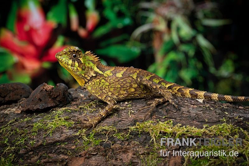 Kuhls-Winkelkopfagame, Gonocephalus Kuhlii 4 Kuhls-Winkelkopfagame, Gonocephalus Kuhlii - Image 2