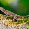Kupferanolis, Anolis Cupreus 2 Kupferanolis, Anolis Cupreus -AQUATLATI Geschaft Kupferanolis Anolis cupreus 1