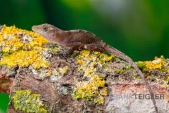 Kupferanolis, Anolis Cupreus -AQUATLATI Geschaft Kupferanolis Anolis cupreus 3