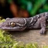 Gebänderter Blattzehengecko, Hemidactylus Fasciatus -AQUATLATI Geschaft Kyabobo Waldgecko Hemidactylus kyaboboensis 1