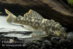 Orinoko-Guyanaharnischwels, Guyanancistrus Guahiborum "L106" 7 Orinoko-Guyanaharnischwels, Guyanancistrus Guahiborum "L106" -AQUATLATI Geschaft L 106 Orinoko Guyanaharnischwels Guyanancistrus gua