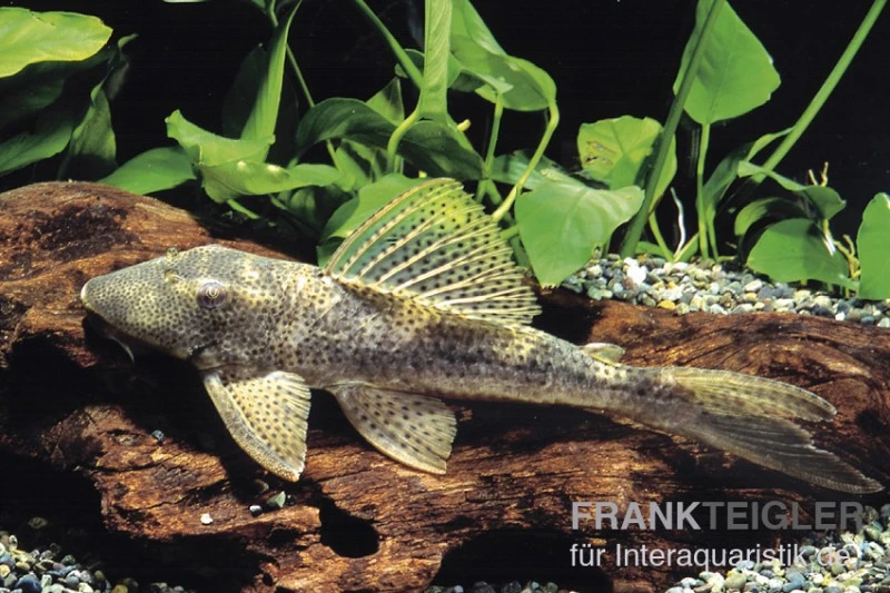 Wels L 116 Deltaschwanz-Harnischwels, Hypostomus Cf. Emarginatus 3 Wels L 116 Deltaschwanz-Harnischwels, Hypostomus Cf. Emarginatus