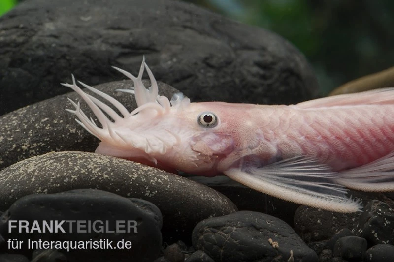 Weißer Antennenwels, Ancistrus Sp. Weiß (Black Eyes) 4 Weißer Antennenwels, Ancistrus Sp. Weiß (Black Eyes) - Image 2