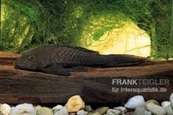 Wels L152 Orinoko-Tannenzapfenwels, Pseudorinelepis Genibarbis -AQUATLATI Geschaft L 152 Pseudorinelepis sp 2