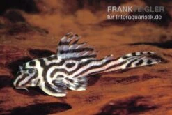 Zebra-Harnischwels, Hypancistrus Spec. L173b "NEW ZEBRA", 4-5 Cm -AQUATLATI Geschaft L 173 Hypancistrus sp NEW ZEBRA
