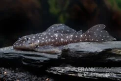 Orinoco-Engelsharnischwels, L201, Hypancistrus Sp. -AQUATLATI Geschaft L 201 Hypancistrus spec 2