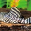 Rosafarbener Tigerharnischwels, L226, Panaqolus Changae 1 Rosafarbener Tigerharnischwels, L226, Panaqolus Changae -AQUATLATI Geschaft L 226 Panaque changae Rosafarbener Tigerharnischwel