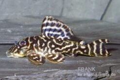 L270 Schokoladen-Zebrawels, Hypancistrus Sp. -AQUATLATI Geschaft L 270 Hypancistrus sp
