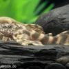 Wels L 387 Pracht-Zwergschilderwels, Ancistomus -AQUATLATI Geschaft L 387 Ancistomus spec 7