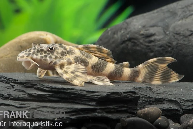 Wels L 387 Pracht-Zwergschilderwels, Ancistomus 3 Wels L 387 Pracht-Zwergschilderwels, Ancistomus