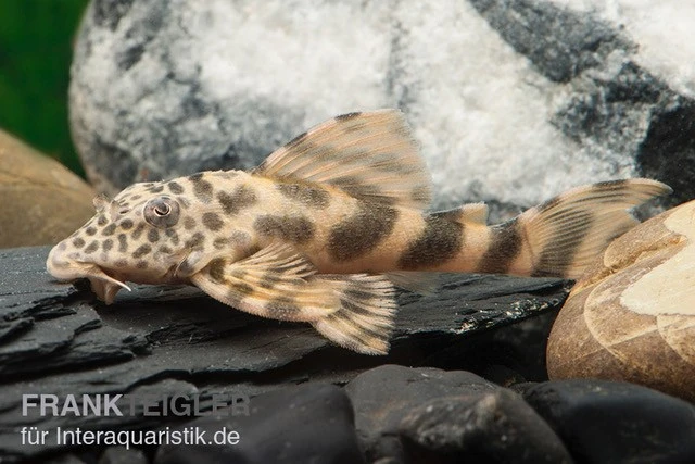 Wels L 387 Pracht-Zwergschilderwels, Ancistomus 4 Wels L 387 Pracht-Zwergschilderwels, Ancistomus - Image 2