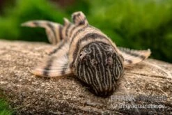 Harnischwels, L397, Panaqolus Sp. -AQUATLATI Geschaft L 397 Panaqolus spec 2