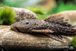 Leopard-Kaktuswels, L 114, LDA 7, L427 Pseudacanthicus Cf. Leopardus -AQUATLATI Geschaft L 427 Pseudacanthicus cf leopardus 11