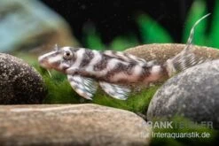 Harnischwels L 450, Hypancistrus Sp. "Santarem"