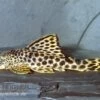 Leopard-Trugschilderwels, L 75, Ancistomus Cf. Sabaji, 4-8 Cm 2 Leopard-Trugschilderwels, L 75, Ancistomus Cf. Sabaji, 4-8 Cm -AQUATLATI Geschaft L 75 Ancistomus sabaji Leopard trugschilderwels