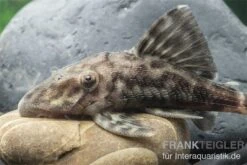 Weißschwanz-Panaque, L90, Panaque Sp. 7 Weißschwanz-Panaque, L90, Panaque Sp. -AQUATLATI Geschaft L 90 Panaque spec