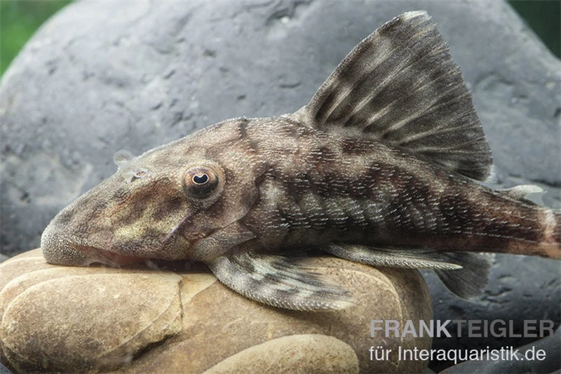 Weißschwanz-Panaque, L90, Panaque Sp. 5 Weißschwanz-Panaque, L90, Panaque Sp. - Image 3