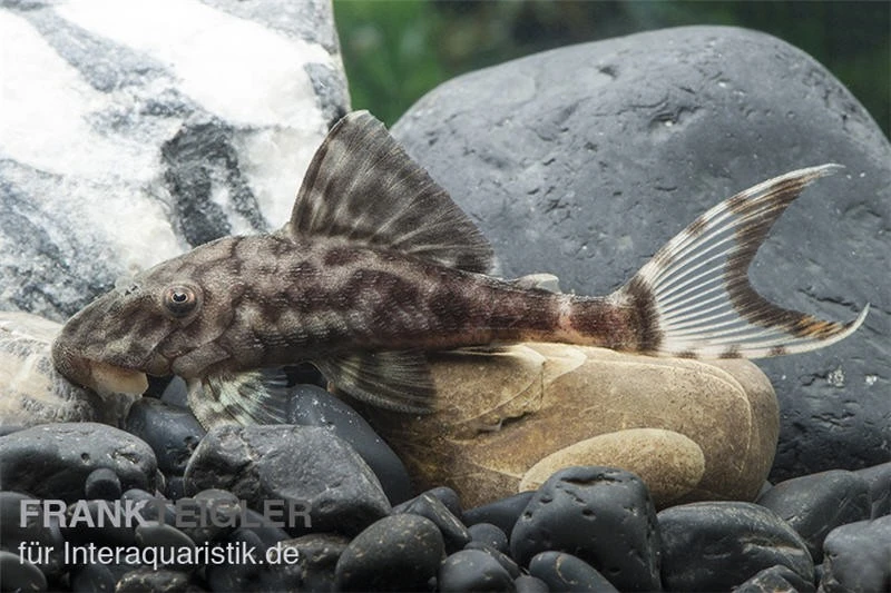 Weißschwanz-Panaque, L90, Panaque Sp. 3 Weißschwanz-Panaque, L90, Panaque Sp.