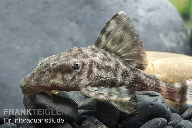 Weißschwanz-Panaque, L90, Panaque Sp. 4 Weißschwanz-Panaque, L90, Panaque Sp. - Image 2