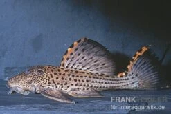 Wels L91 Orangesaum-Rüsselzahnwels, Leporacanthicus Triactis -AQUATLATI Geschaft L 91 Leporacanthicus triactis