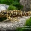 L270 Schokoladen-Zebrawels, Hypancistrus Sp. -AQUATLATI Geschaft L270 Schokoladen Zebrawels Hypancistrus sp neu 1