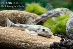 LDA 25 Pitbull Pleco, Parotocinclus Jumbo -AQUATLATI Geschaft LDA 25 Pitbull Pleco Parotocinclus jumbo 3
