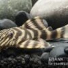 Rio Negro-Tigerharnischwels, L169, LDA1, Panaqolus Sp., 3-4 Cm -AQUATLATI Geschaft LDA1 Panaqolus sp Rio Negro Tigerharnischwels