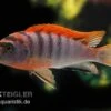 Labidochromis Hongi "Red Top Schweden", Extra Rot, DNZ 1 Labidochromis Hongi "Red Top Schweden", Extra Rot, DNZ -AQUATLATI Geschaft Labidochromis hongi schweden Labidochromis hongi RE