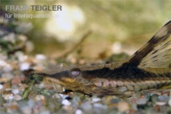 Langflossen-Harnischwels, Sturisoma Festivum