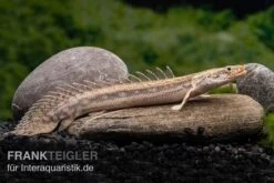 Lapradei-Flösselhecht, Polypterus Lapradei, 20-30 Cm -AQUATLATI Geschaft Lapradei Floesselhecht Polypterus lapradei 3