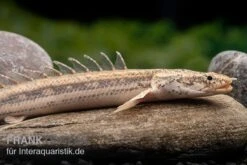 Lapradei-Flösselhecht, Polypterus Lapradei, 20-30 Cm -AQUATLATI Geschaft Lapradei Floesselhecht Polypterus lapradei 4