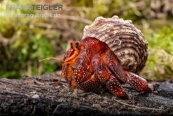 Lava-Landeinsiedlerkrebs, Coenobita Sp. Lava (Größe XL) -AQUATLATI Geschaft Lava Landeinsiedlerkrebs Coenobita sp Lava 3