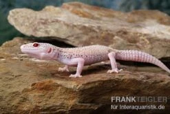 Leopardgecko, Eublepharis Macularius, BELL ALBINO ENIGMA -AQUATLATI Geschaft Leopardgecko Eublepharis macularius Bell Albino Enigma 12