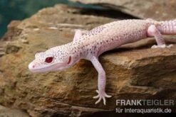 Leopardgecko, Eublepharis Macularius, BELL ALBINO ENIGMA -AQUATLATI Geschaft Leopardgecko Eublepharis macularius Bell Albino Enigma 14