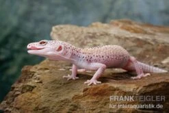 Leopardgecko, Eublepharis Macularius, BELL ALBINO ENIGMA -AQUATLATI Geschaft Leopardgecko Eublepharis macularius Bell Albino Enigma 22