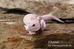 Leopardgecko, Eublepharis Macularius, BELL ALBINO ENIGMA -AQUATLATI Geschaft Leopardgecko Eublepharis macularius Bell Albino Enigma 4