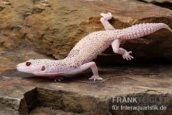 Leopardgecko, Eublepharis Macularius, BELL ALBINO ENIGMA -AQUATLATI Geschaft Leopardgecko Eublepharis macularius Bell Albino Enigma 6