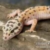 Leopardgecko, Eublepharis Macularius, ENIGMA 1 Leopardgecko, Eublepharis Macularius, ENIGMA -AQUATLATI Geschaft Leopardgecko Eublepharis macularius Enigma 2