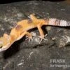 Leopardgecko, Eublepharis Macularius, HIGH YELLOW 2 Leopardgecko, Eublepharis Macularius, HIGH YELLOW -AQUATLATI Geschaft Leopardgecko Eublepharis macularius High Yellow2