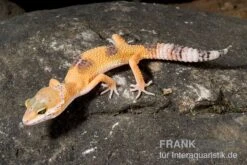 Leopardgecko, Eublepharis Macularius, HIGH YELLOW -AQUATLATI Geschaft Leopardgecko Eublepharis macularius High Yellow2 1