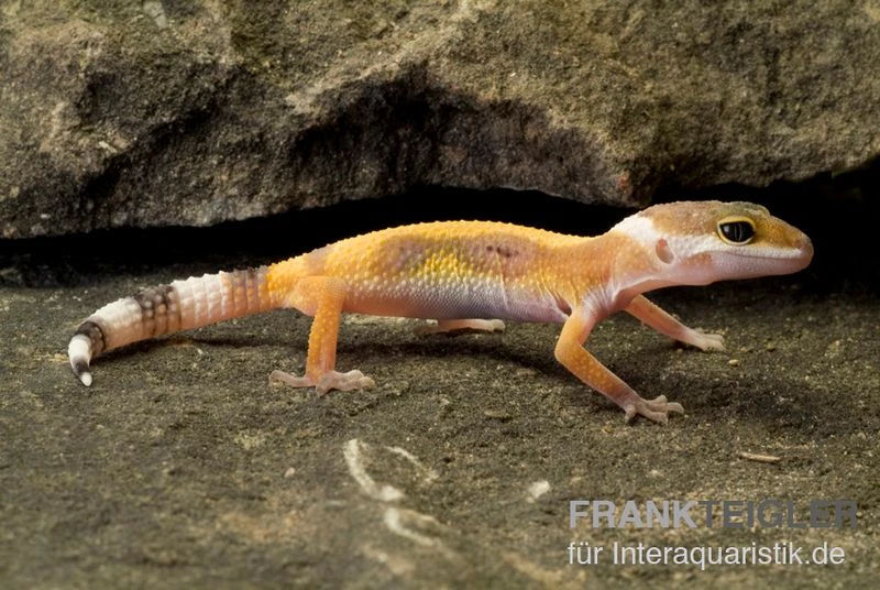 Leopardgecko, Eublepharis Macularius, JUNGLE 3 Leopardgecko, Eublepharis Macularius, JUNGLE