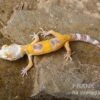 Leopardgecko, Eublepharis Macularius, LEMON FROST -AQUATLATI Geschaft Leopardgecko Eublepharis macularius Lemon Frost